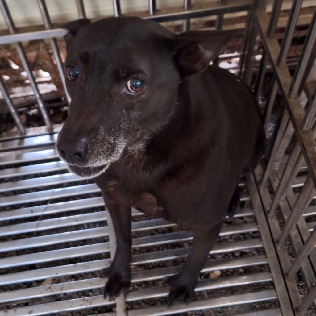 The dog, from the shelter's listing