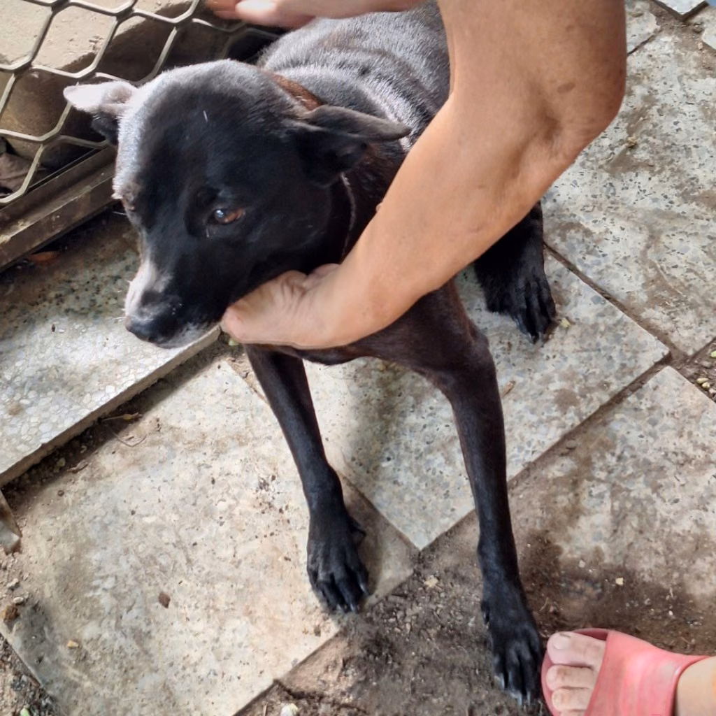 The dog, from the shelter's listing
