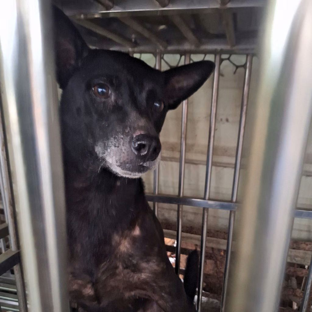 The dog, from the shelter's listing