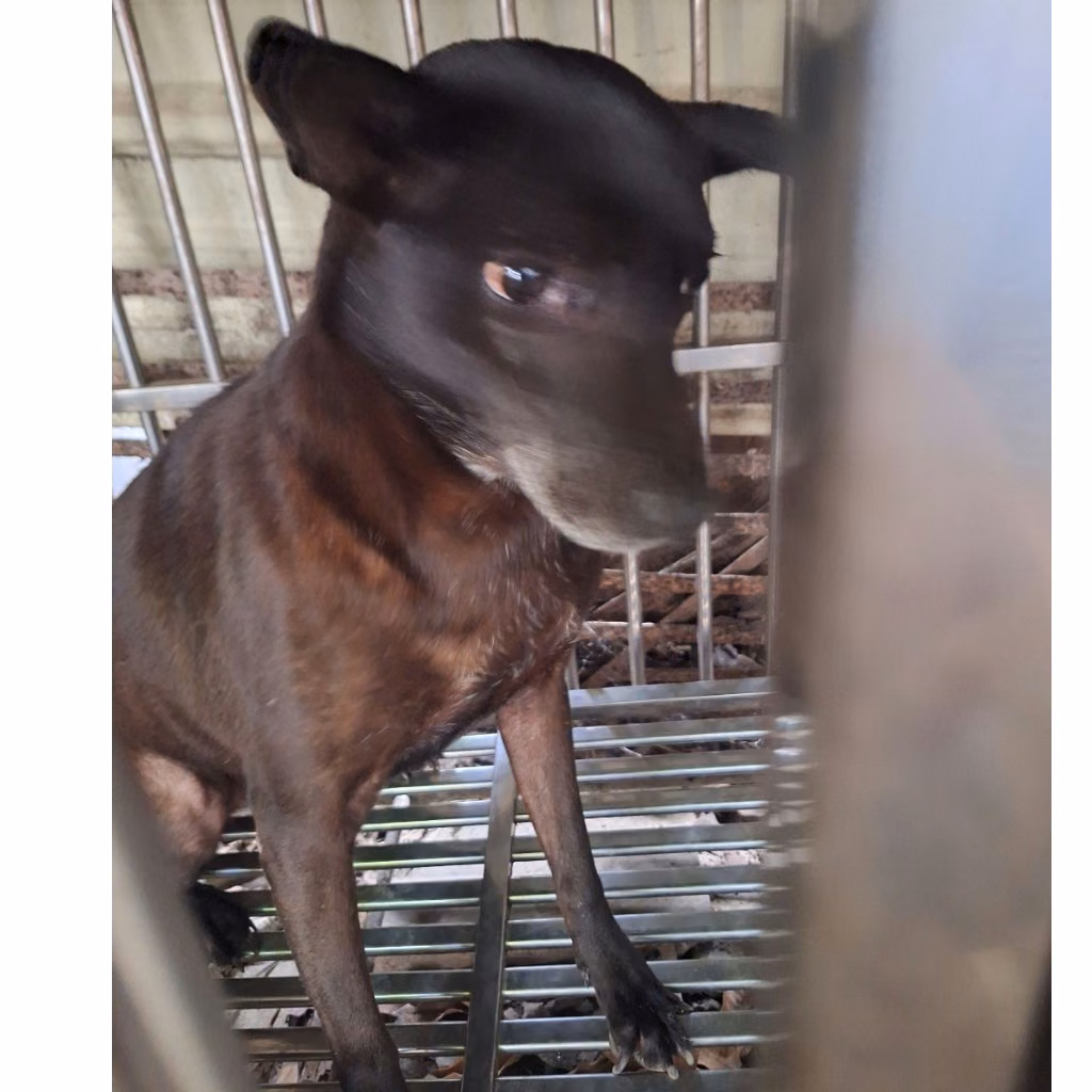 The dog, from the shelter's listing