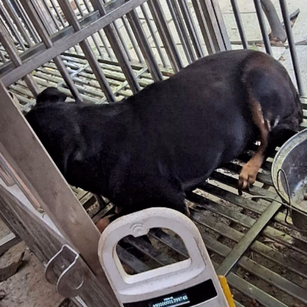 The dog, from the shelter's listing