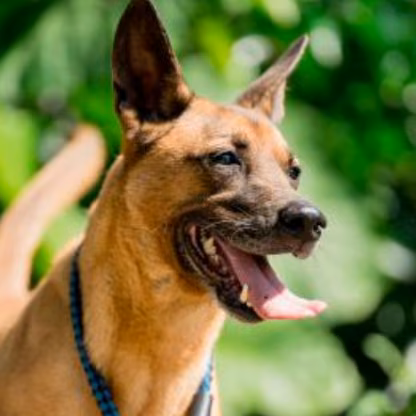 The dog, from the shelter's listing