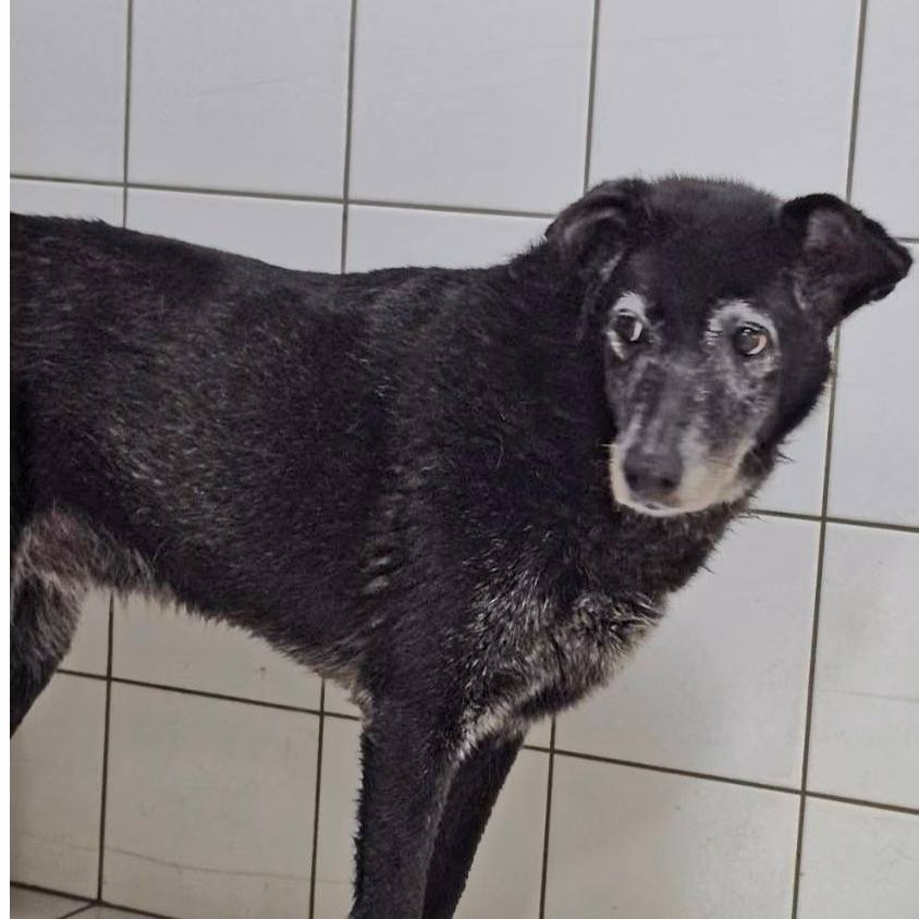 The dog, from the shelter's listing